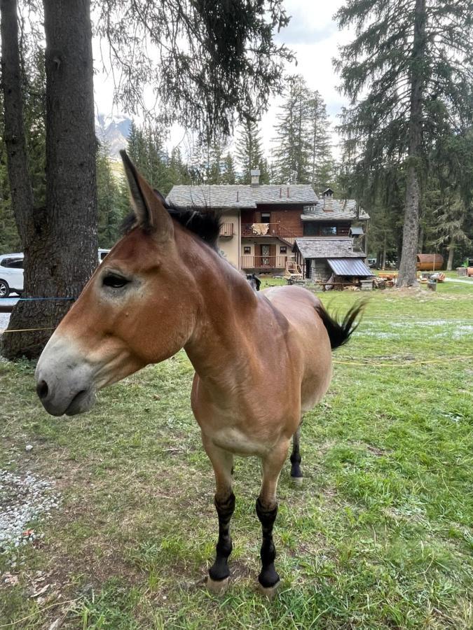 Wildhomes Wild Wolf Lodge Courmayeur Bagian luar foto