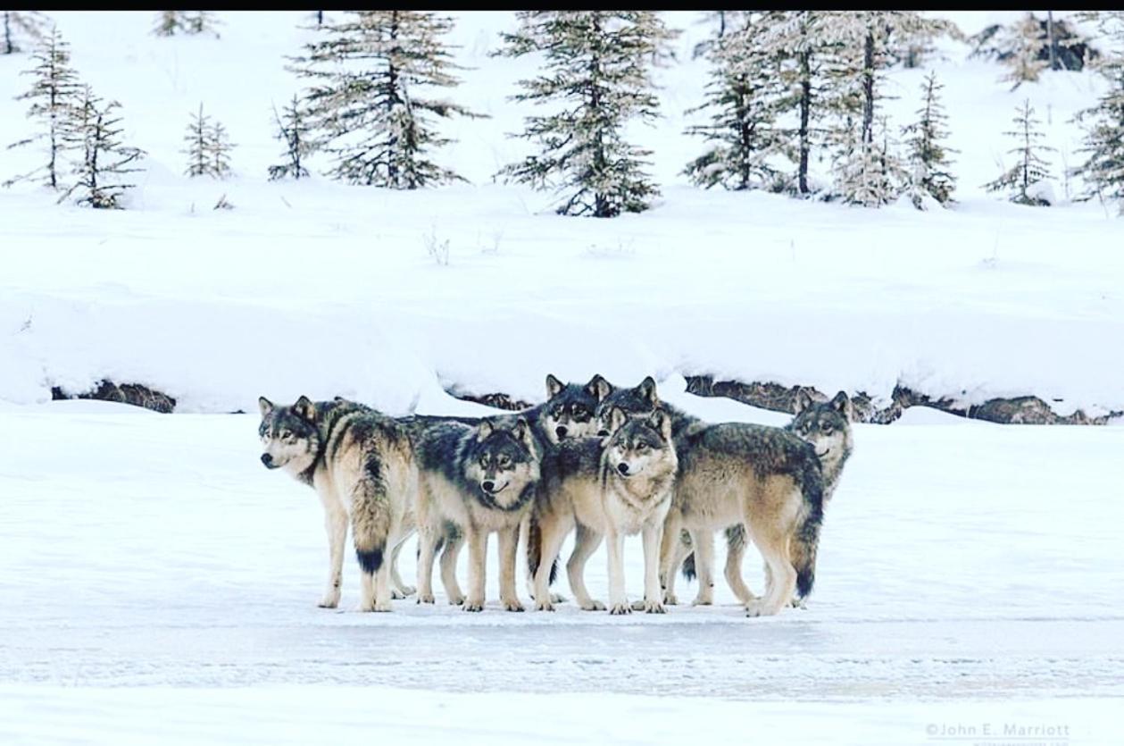 Wildhomes Wild Wolf Lodge Courmayeur Bagian luar foto